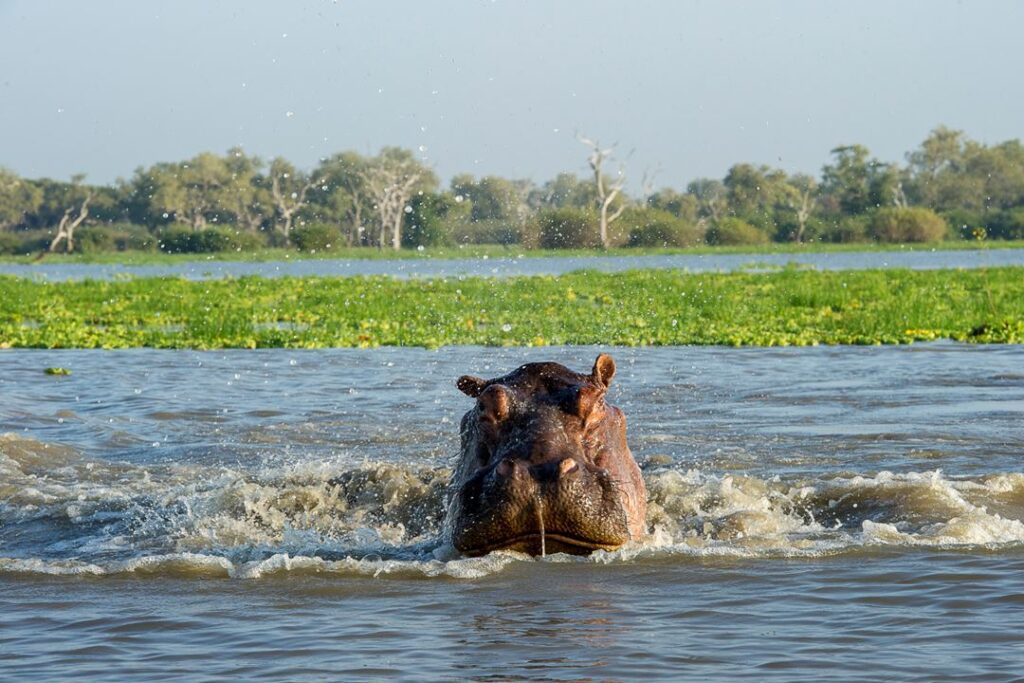 selous hippo