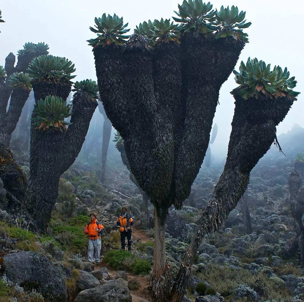 Plant on Kilimanjaro