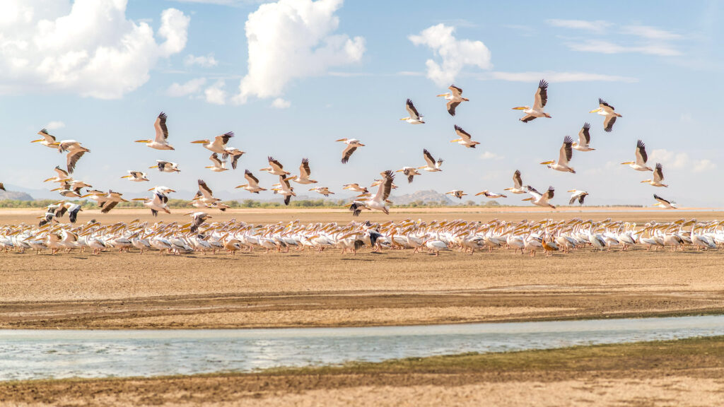 12‑Day Northern Circuit + Lake Eyasi Safari