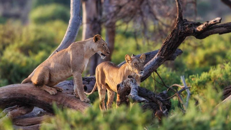MANYARA