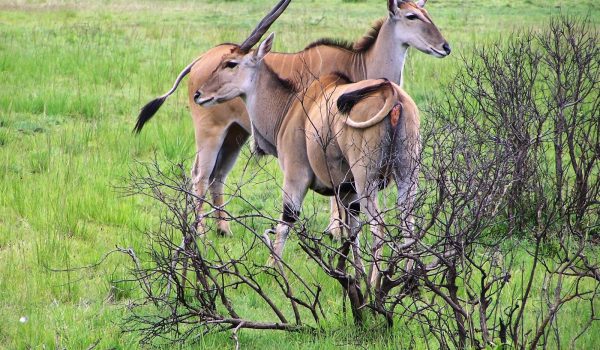 Selous