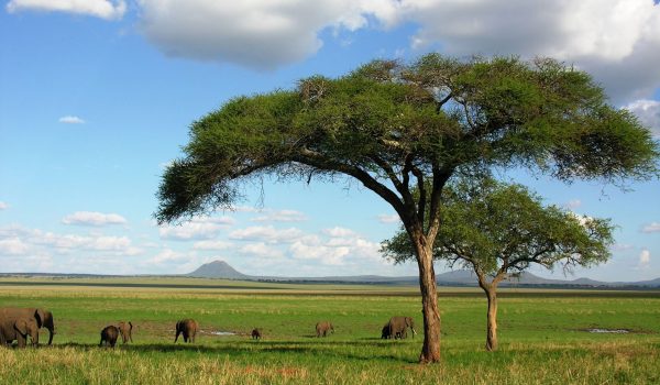 acacia-scaled.jpg