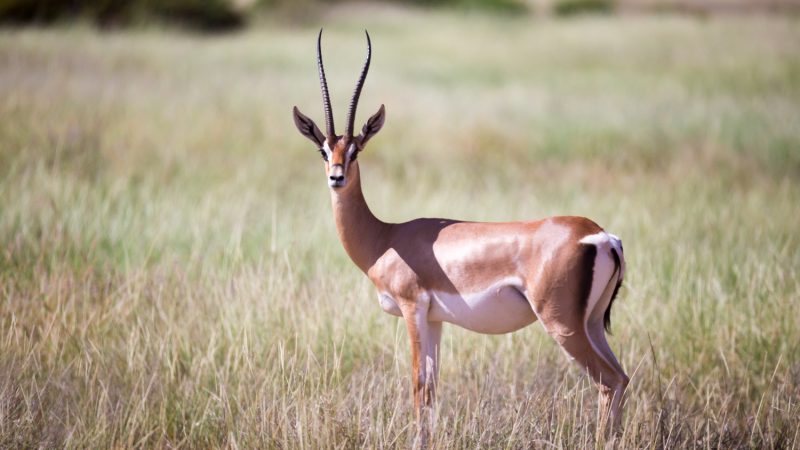 buringi1