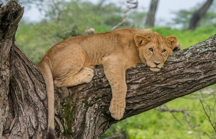 manyara.jpg