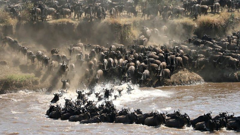 migration