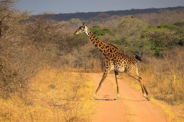 ruaha